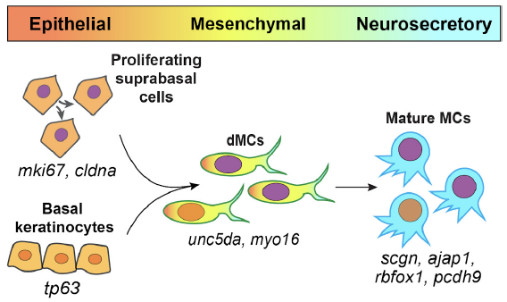 Ferdous et al. 2026